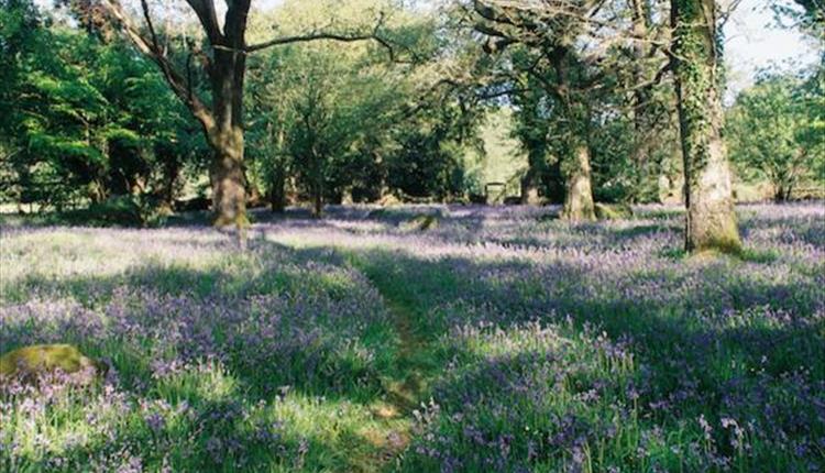 Bluebell Woodland Walk & Lunch at Gidleigh Park