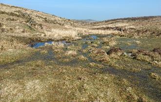 Hallowed Turf, Perspectives on the Conservation of Dartmoor's Blanket Peat