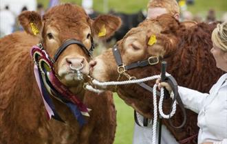 Cows (c) Devon County Show Credit: Geoff & Tordis Pagotto