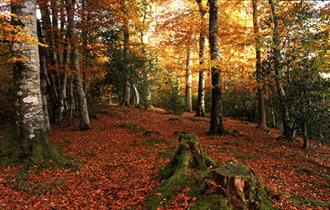 Autumn Colours Estate Tour with Lunch at Gidleigh Park