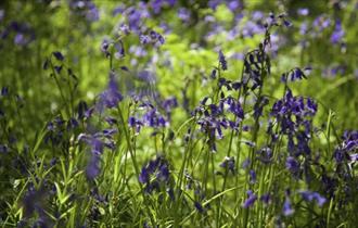 Bluebell Woodland Walk with Lunch at Gidleigh Park