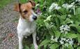 Hartland Abbey & Gardens dog