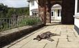 sunbathing dog