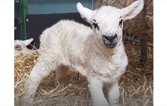 Lambing Live during February Half Term at The BIG Sheep