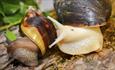 Quince Honey Farm snails