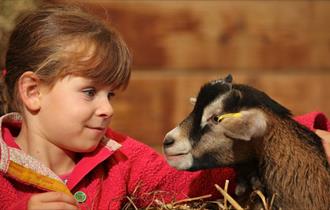 February Half Term at World Of Country Life