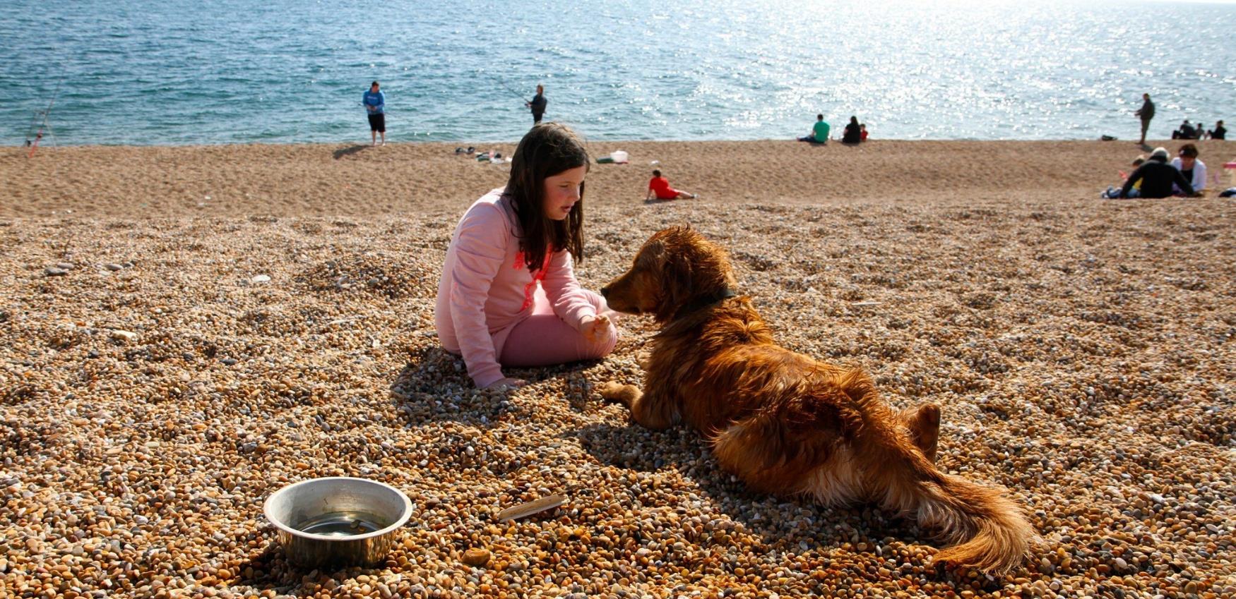 Dog Friendly Beaches In Dorset Visitdorset Com