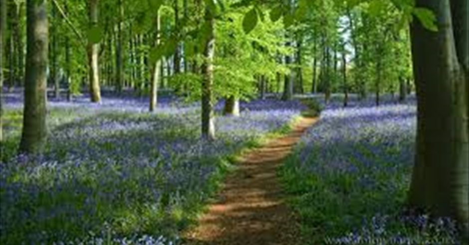 Dorset Bluebells Walk Visit Dorset