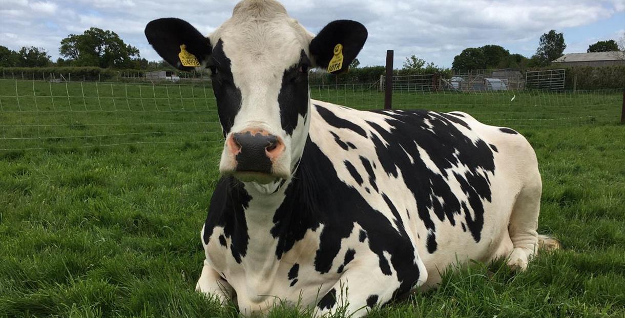 Farmer Palmer's Farm Park Visit Dorset