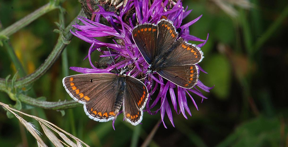 Butterfly Walk Visit Dorset