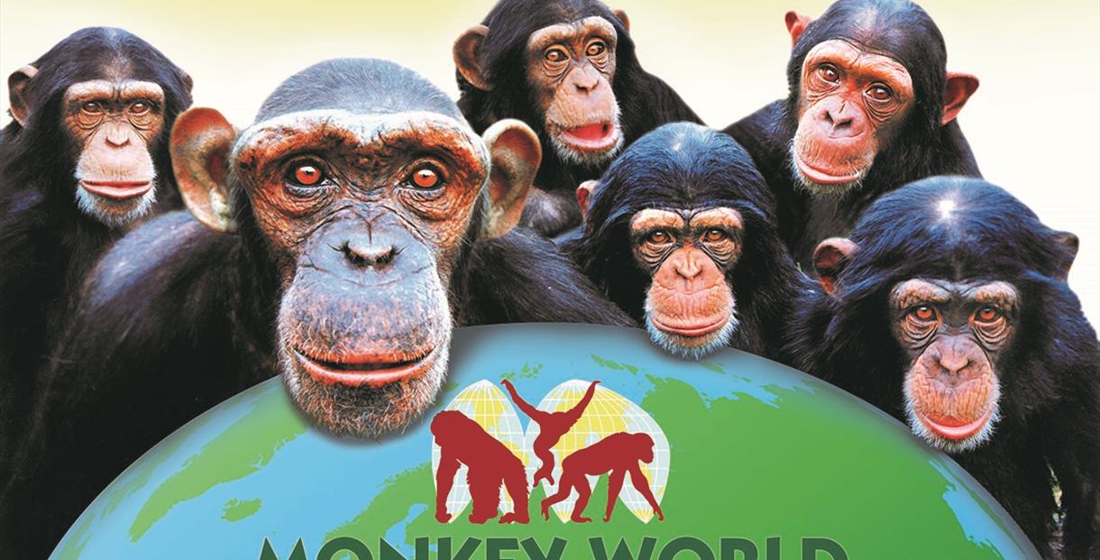 40bblxyo2phtlm Old world monkeys, together with apes, form the group catarrhini. https www visit dorset com things to do monkey world ape rescue centre p126113