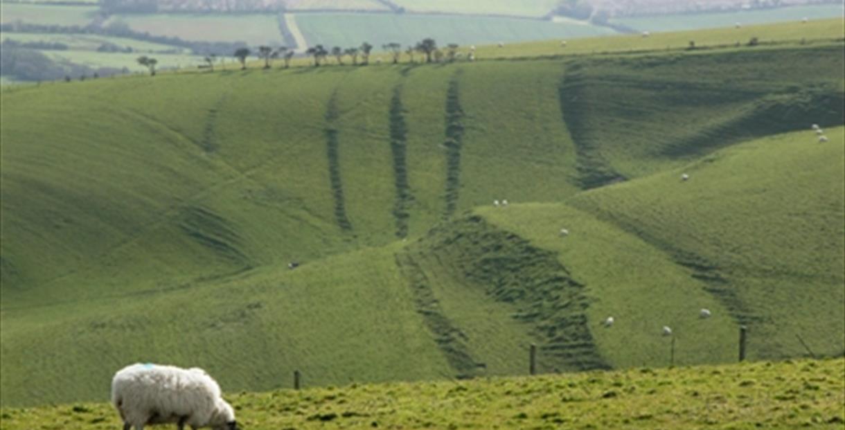 Crossways Explore & Discover Dorset