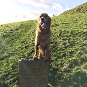 Dog standing on stone coast path signpost