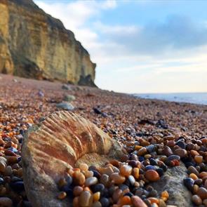 Close up of a fossil on the beach in Dorset