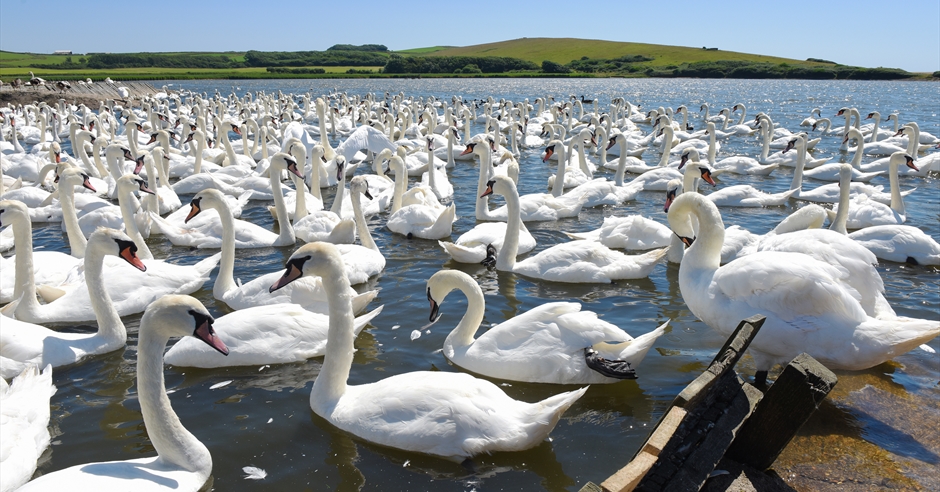 best time to visit abbotsbury swannery
