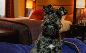 Dog friendly short breaks in Durham