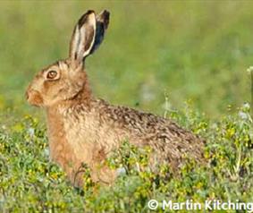 Easington Hare