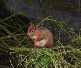 red squirrel at Killhope