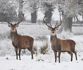 Two deer in the snow
