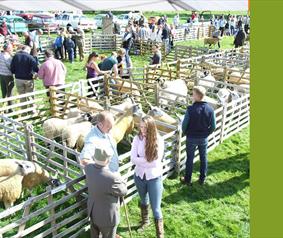 Agricultural Shows