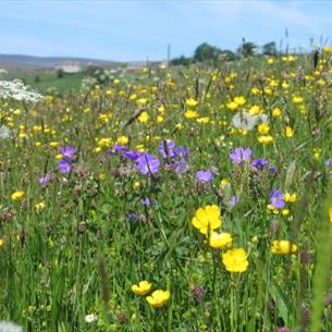 Hay Meadow - Copyright NPAP/Rebecca Barrett