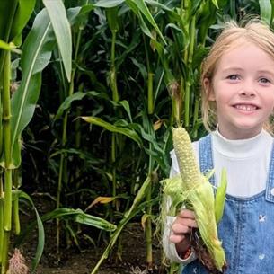 A child holding some corn in the maze