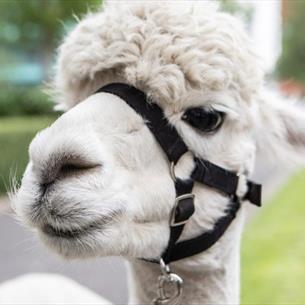 A white Alpaca