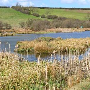 Cassop Vale Nature Reserve