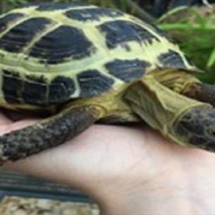 Outstretched hand holding a tortoise.