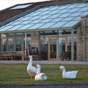 Geese at Cross Lanes