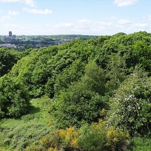 Image of Pelaw Wood overlooking Durham Cathedral in the distance.