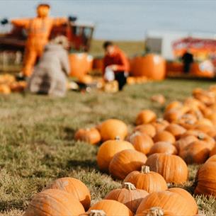 A field of pumpkins