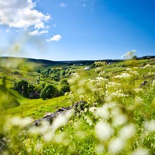 A field in the Durham Dales showing flowers