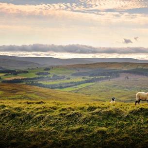 Sheep in a field