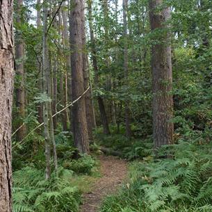 A track through the trees