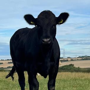 Cows in a field