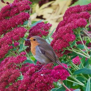A Robin perched on a dark pink flowering shrub.