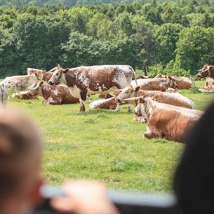 Open Farm Sunday at Raby Castle, Park and Gardens.  A field of cows with trees in the background