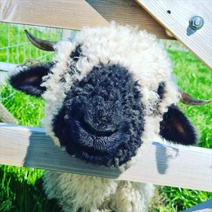 A sheep with a black woolly nose popping its head through a fence