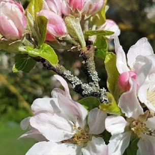 Apple blossom at Crook Hall Gardens | © National Trust/Alison Elrick
