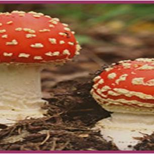 Two Toadstools.