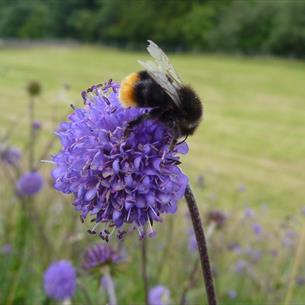 A bee on a purple flower in a wild flower meadow.