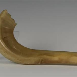 Jewish Shofar Horn