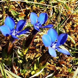 Close up image of Spring Gentians