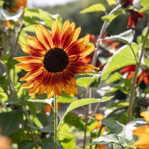 Flowers in Auckland Palace Garden