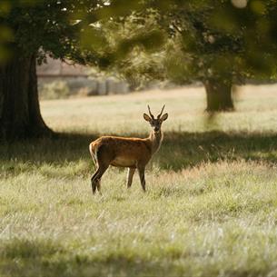 Deer Park Raby Castle