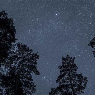 Trees under a starry sky