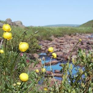 Bulbous yellow flowers are seen in the foreground - with a river in the background and blue sky above