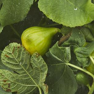 Figs growing on fig trees. 