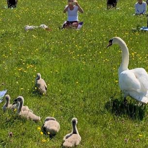 People enjoying wild yoga at Rainton Meadows Nature Reserve, surrounded swans and cygnets.